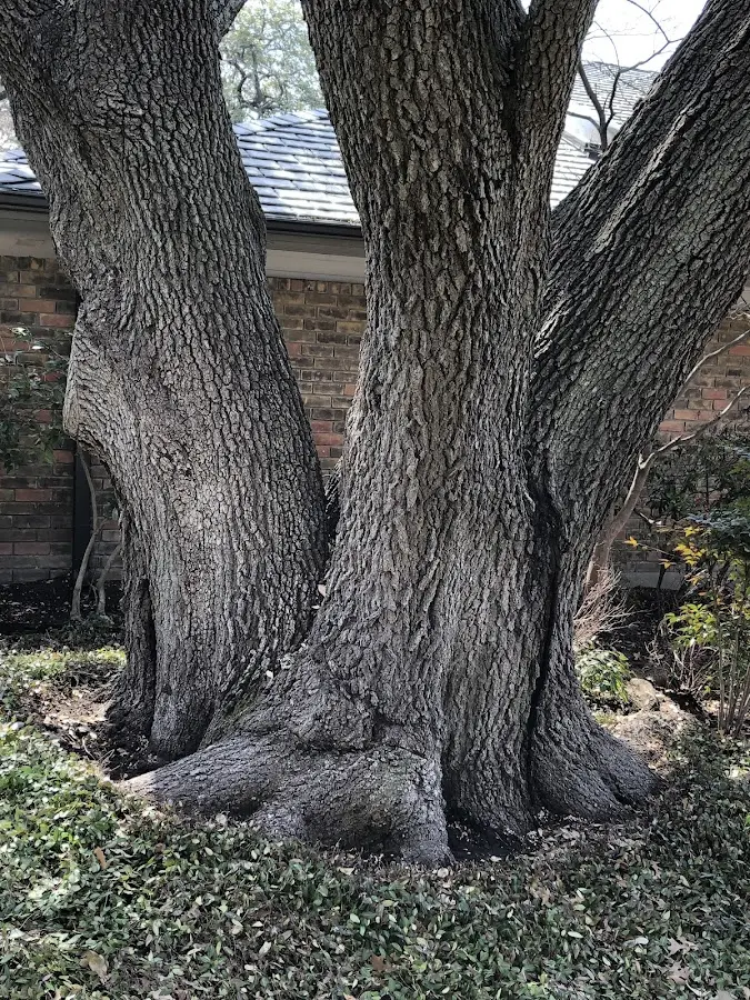 Mature heritage tree close to a Dunbar property cared for by certified arborists